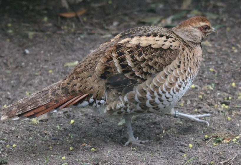 Pheasant Breeding Centre, Panchkula, Haryana - Vushii.com
